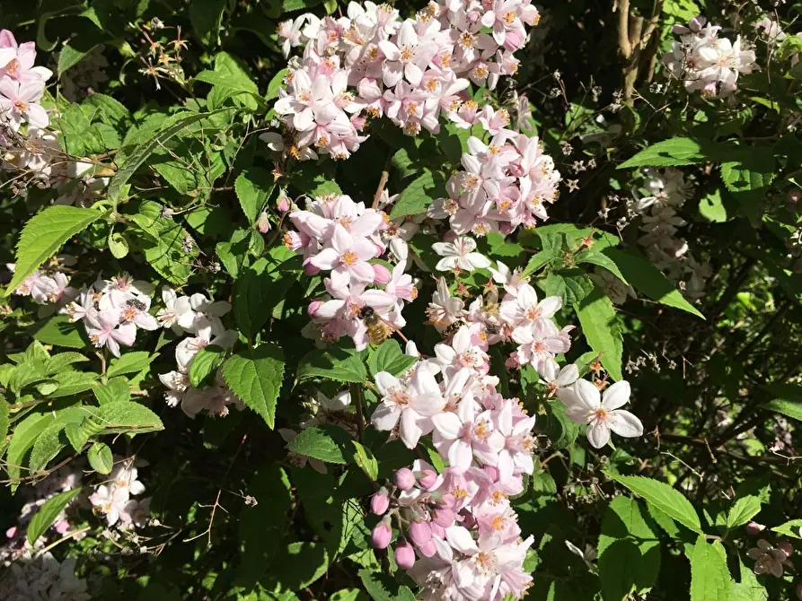 Immagine 28 di Villa in vendita  a San Miniato