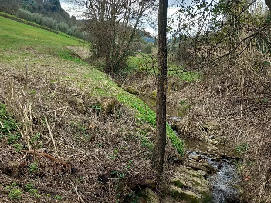 Immagine 3 di Terreno agricolo in vendita  a Casciana Terme Lari