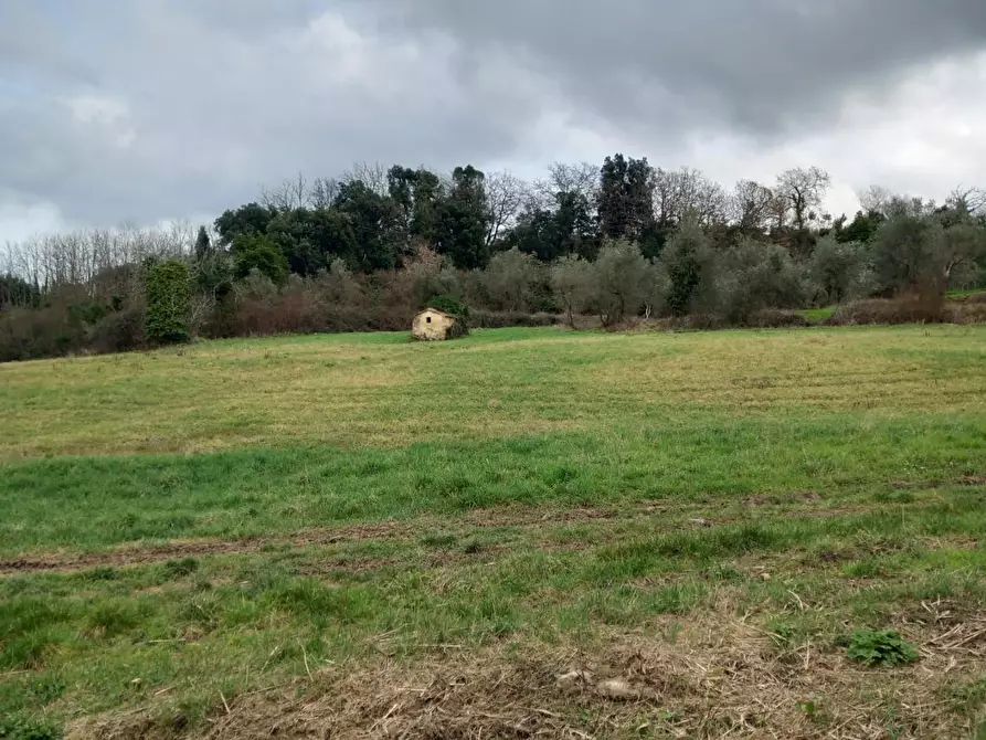 Immagine 4 di Terreno agricolo in vendita  a Casciana Terme Lari