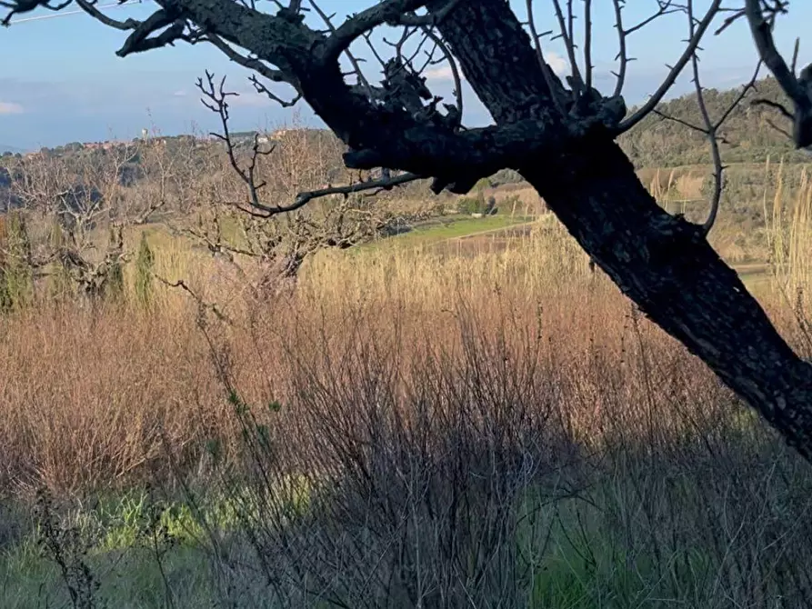 Immagine 2 di Terreno agricolo in vendita  a Casciana Terme Lari