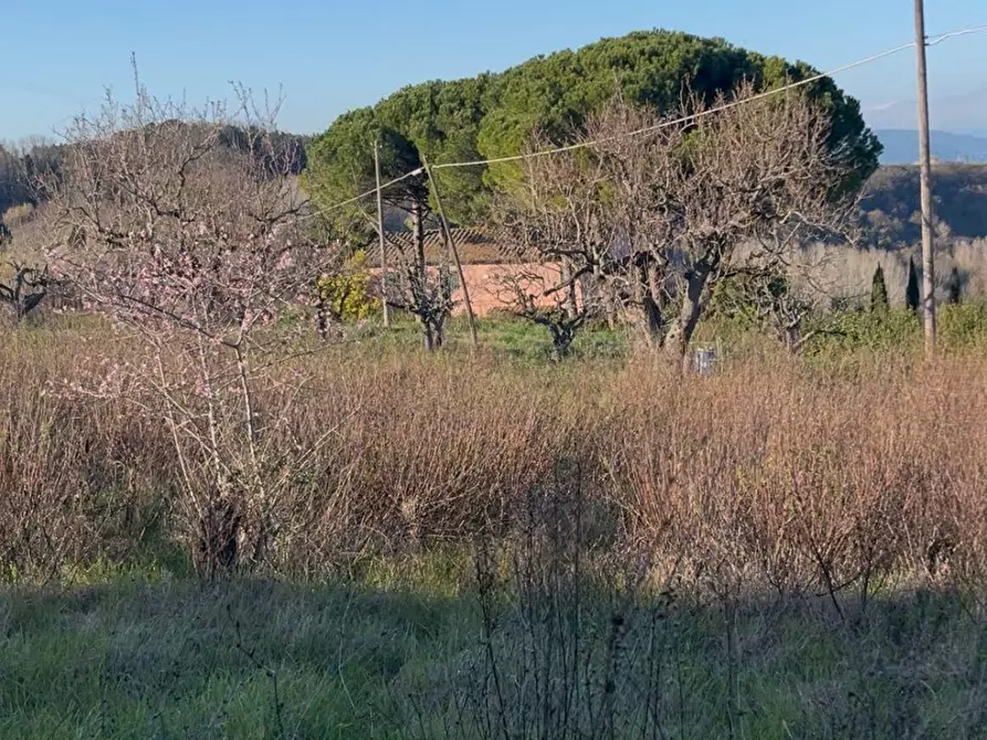 terreno agricolo in vendita a Casciana Terme Lari