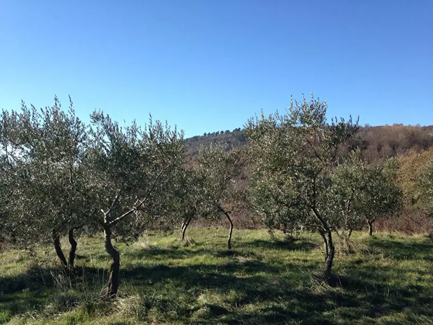 Immagine 6 di Agriturismo in vendita  a Reggello