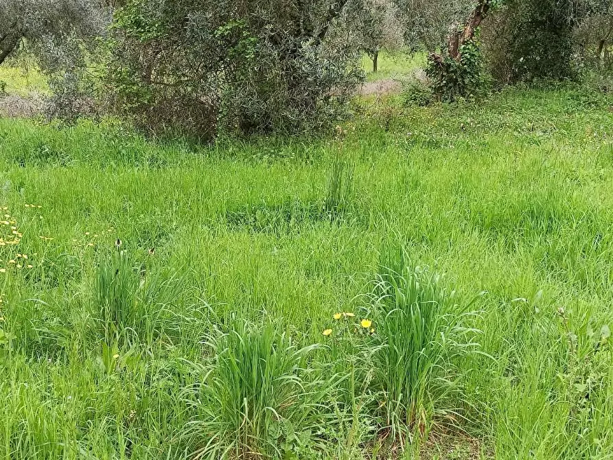 Immagine 1 di Rustico / casale in vendita  a Lucca