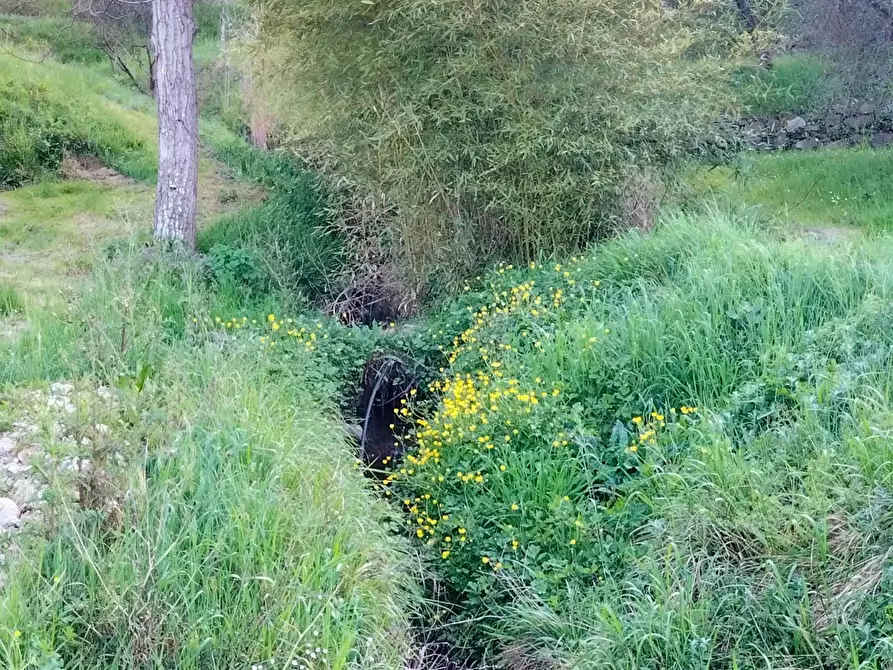 Immagine 7 di Terreno agricolo in vendita  a Carmignano