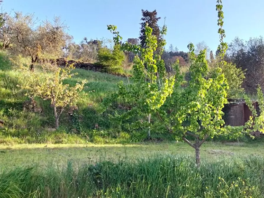 Immagine 6 di Terreno agricolo in vendita  a Carmignano