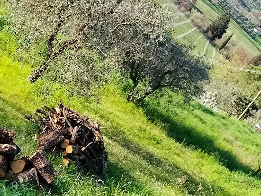 Immagine 16 di Terreno agricolo in vendita  a Carmignano