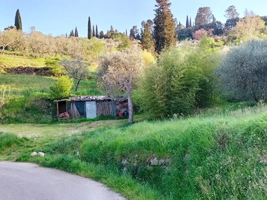 Immagine 12 di Terreno agricolo in vendita  a Carmignano