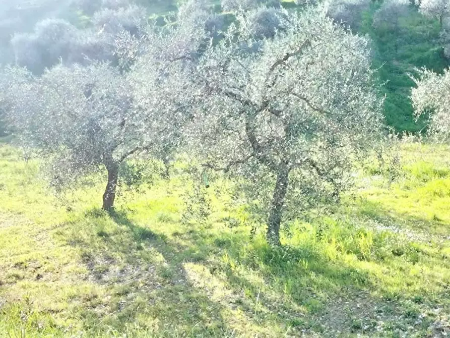 Immagine 3 di Terreno agricolo in vendita  a Carmignano