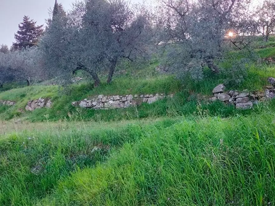Immagine 11 di Terreno agricolo in vendita  a Carmignano