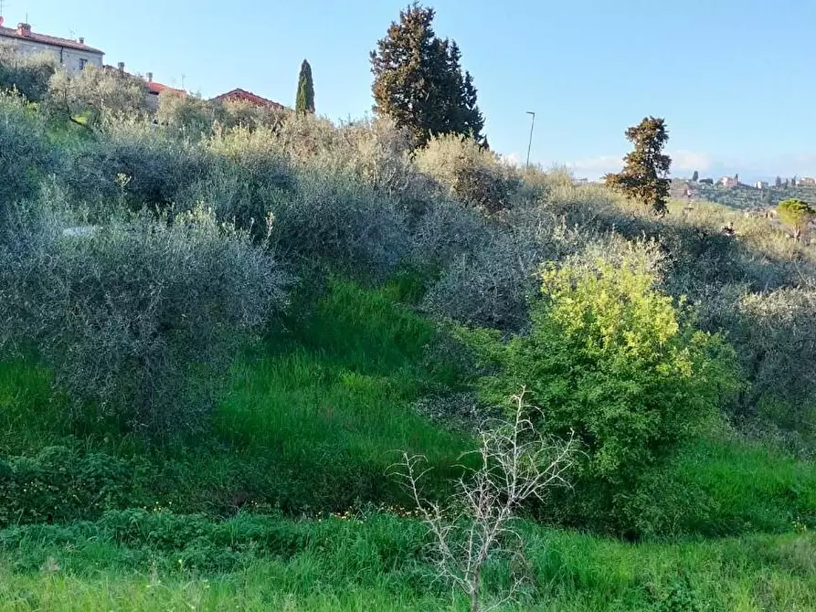 Immagine 5 di Terreno agricolo in vendita  a Carmignano
