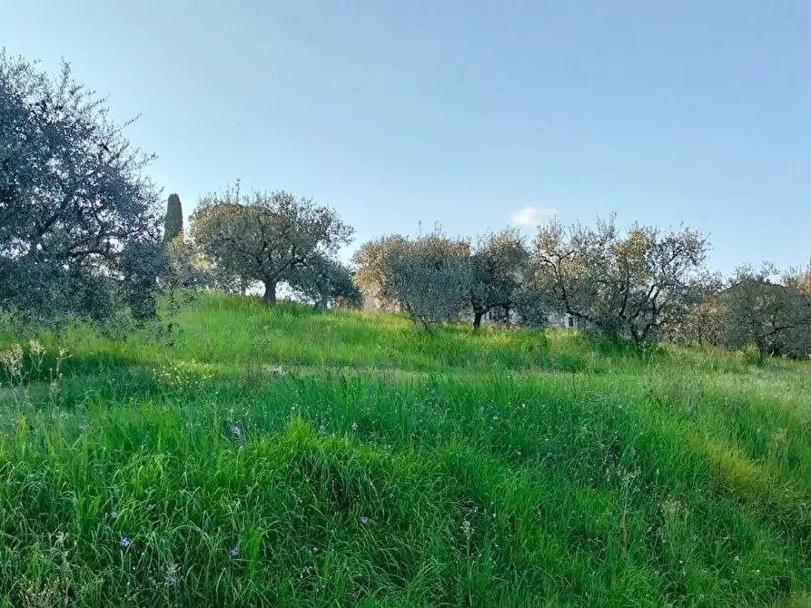 Immagine 10 di Terreno agricolo in vendita  a Carmignano