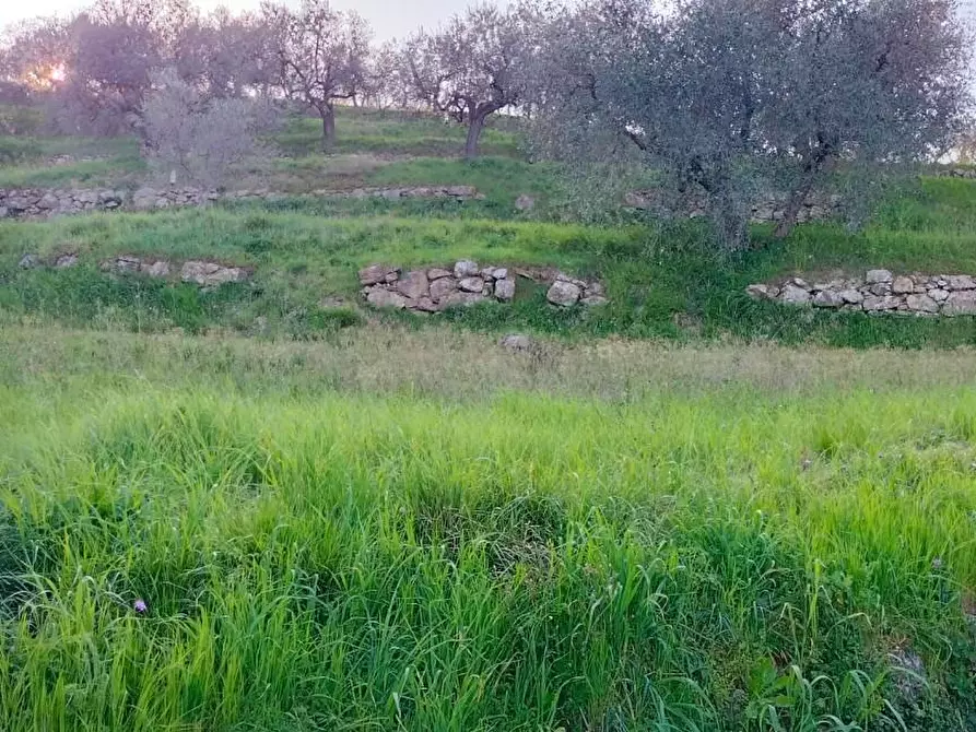 Immagine 8 di Terreno agricolo in vendita  a Carmignano
