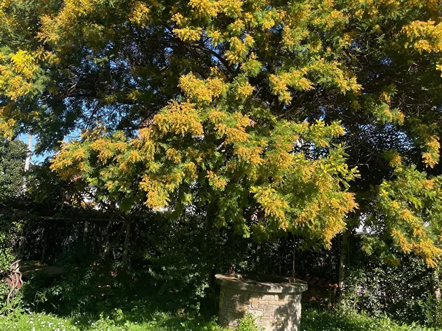 Immagine 6 di Appartamento in vendita  a Pisa