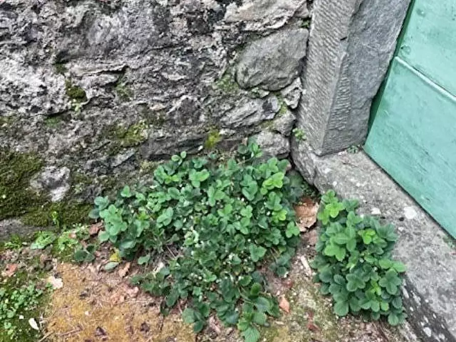 Immagine 47 di Villa in vendita  a Borgo A Mozzano