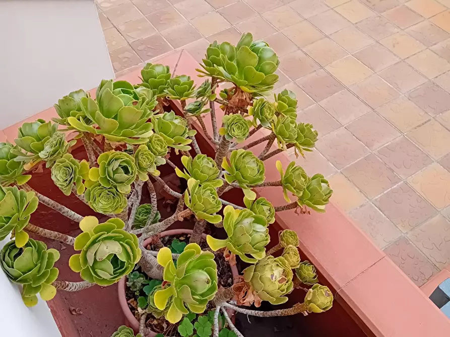 Immagine 16 di Porzione di casa in vendita  a Poggio A Caiano