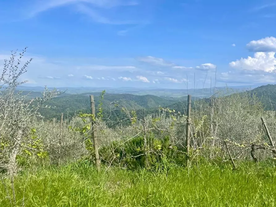 Immagine 4 di Terreno agricolo in vendita  a Murlo