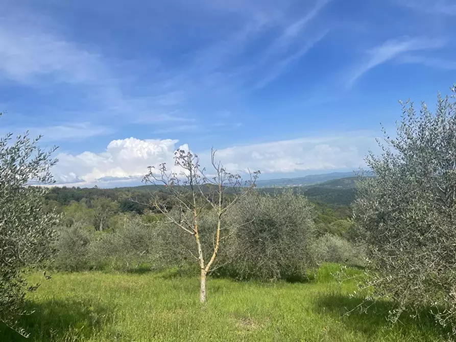 Immagine 7 di Terreno agricolo in vendita  a Murlo
