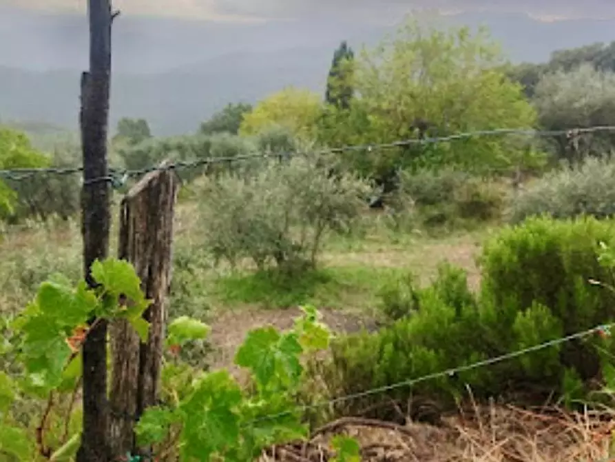Immagine 3 di Terreno agricolo in vendita  a Murlo