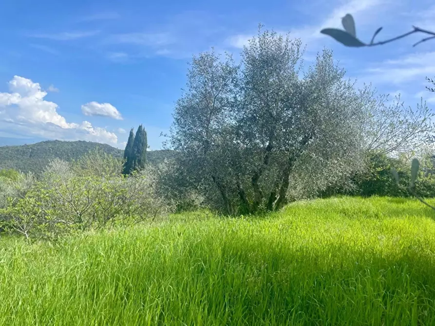 Immagine 6 di Terreno agricolo in vendita  a Murlo