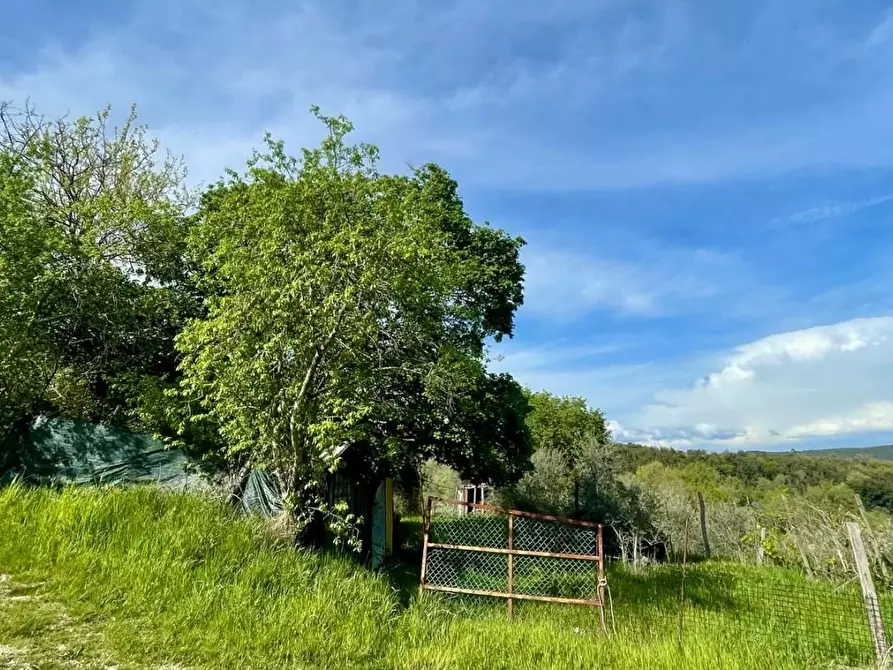 Immagine 9 di Terreno agricolo in vendita  a Murlo