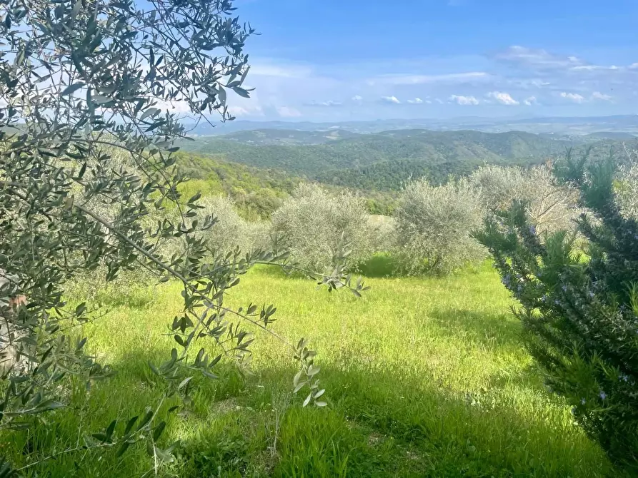 Immagine 5 di Terreno agricolo in vendita  a Murlo