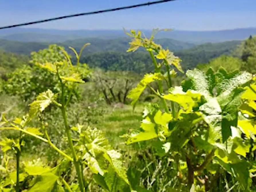 Immagine 2 di Terreno agricolo in vendita  a Murlo