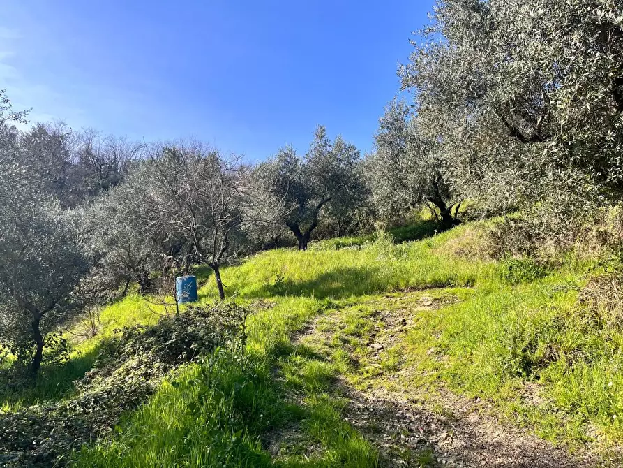 Immagine 6 di Terreno agricolo in vendita  a Pistoia