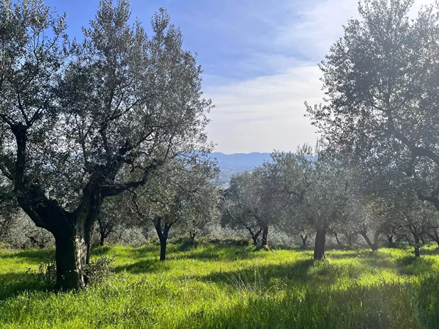 Immagine 3 di Terreno agricolo in vendita  a Pistoia