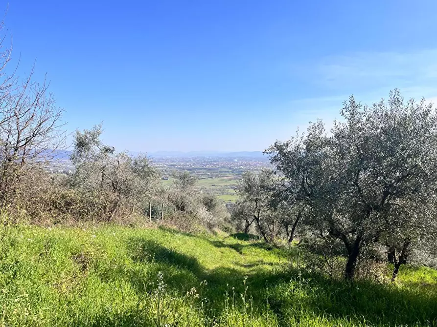 Immagine 2 di Terreno agricolo in vendita  a Pistoia
