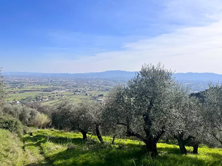 Immagine 5 di Terreno agricolo in vendita  a Pistoia
