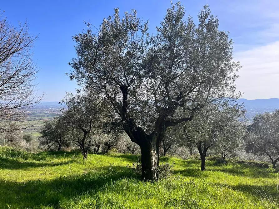 terreno agricolo in vendita a Pistoia