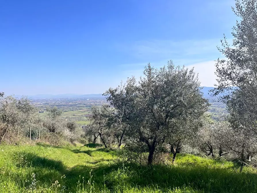 Immagine 4 di Terreno agricolo in vendita  a Pistoia