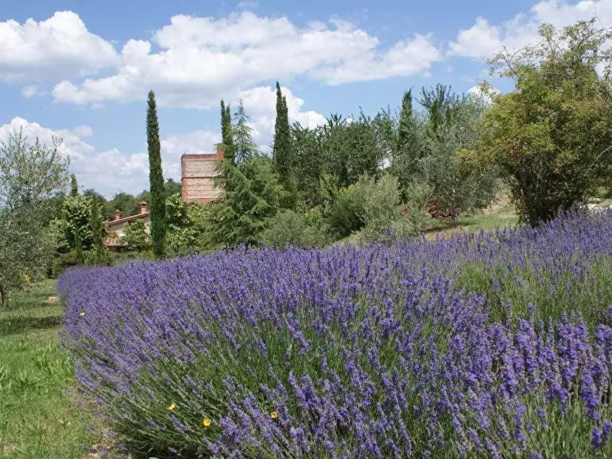 Immagine 12 di Casa colonica in vendita  a Rapolano Terme