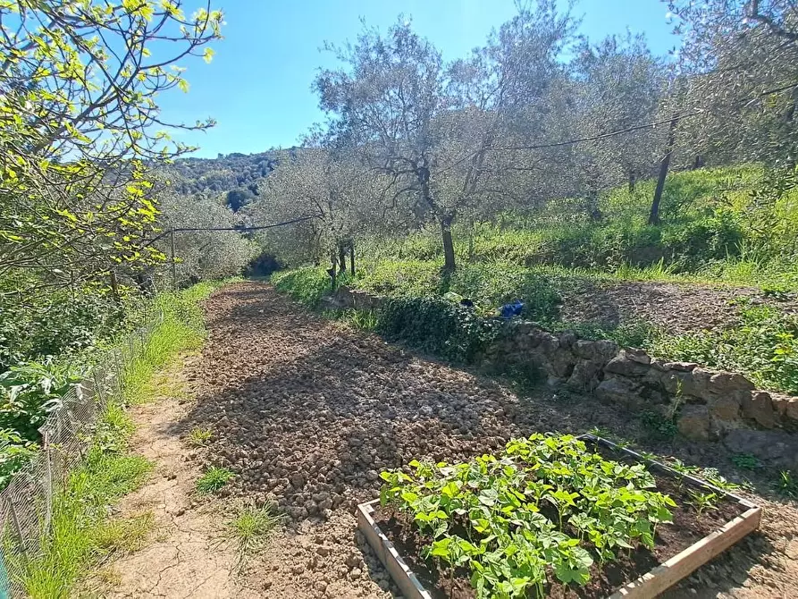 Immagine 41 di Villa in vendita  a Rosignano Marittimo