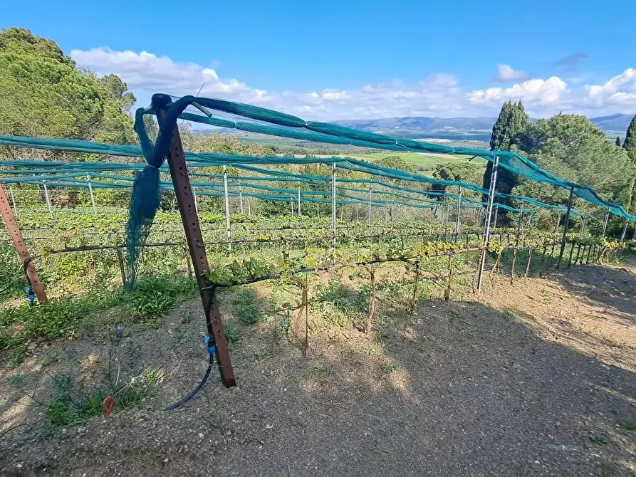 Immagine 38 di Villa in vendita  a Rosignano Marittimo