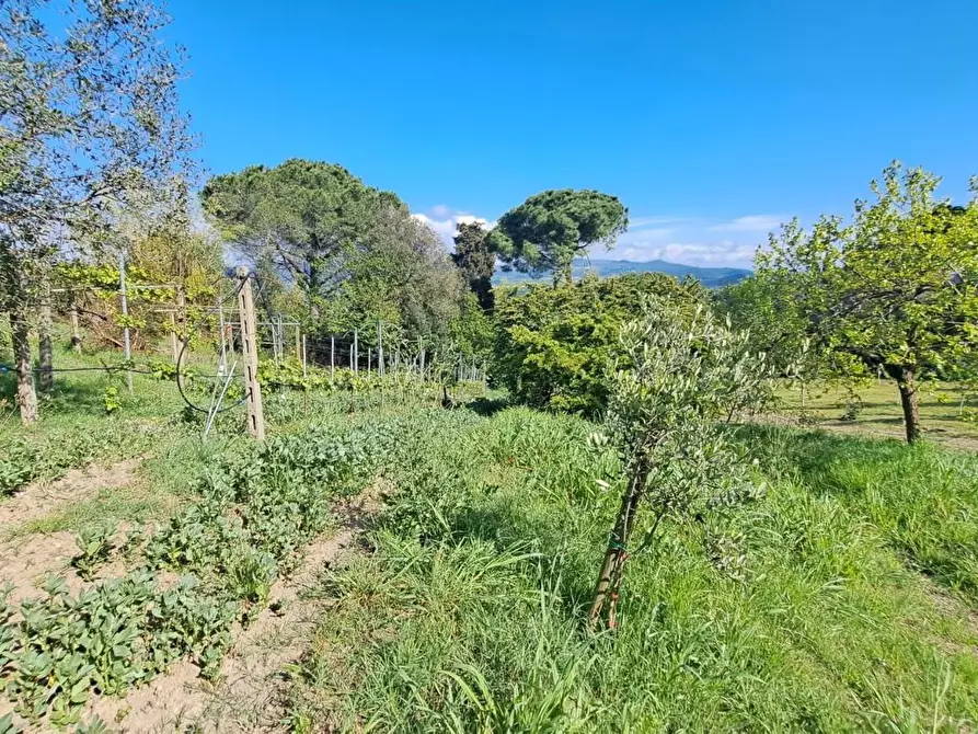 Immagine 39 di Villa in vendita  a Rosignano Marittimo