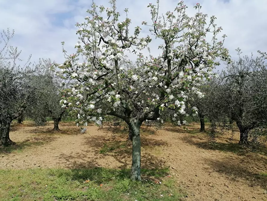 Immagine 5 di Terreno agricolo in vendita  a Casciana Terme Lari