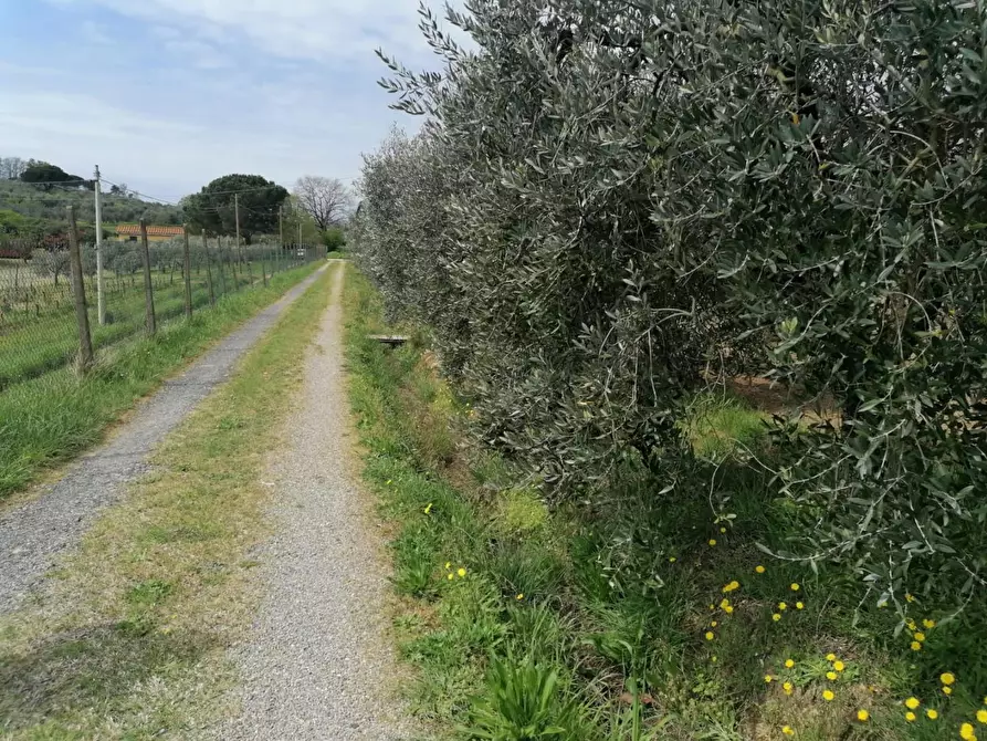 Immagine 11 di Terreno agricolo in vendita  a Casciana Terme Lari