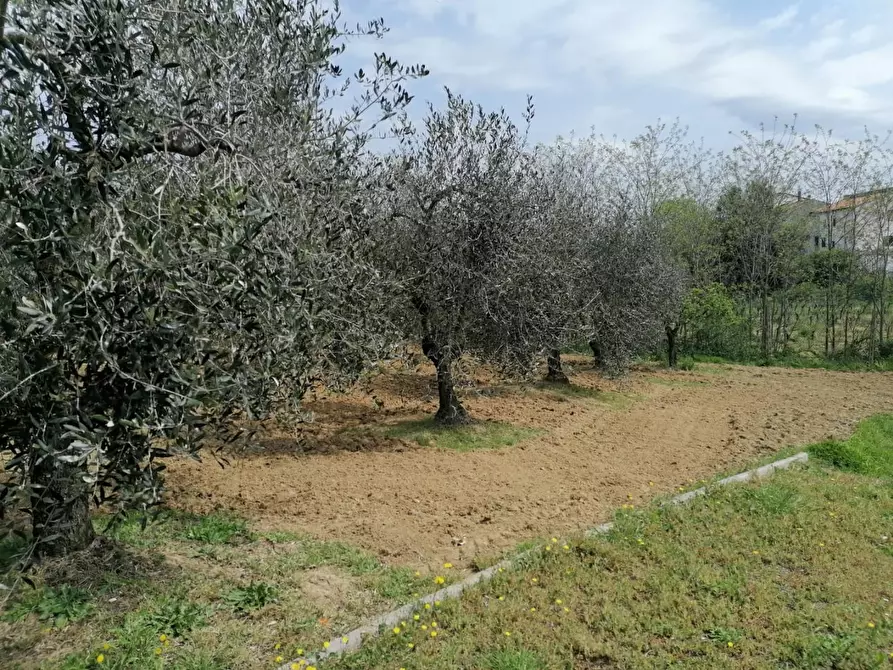 Immagine 2 di Terreno agricolo in vendita  a Casciana Terme Lari