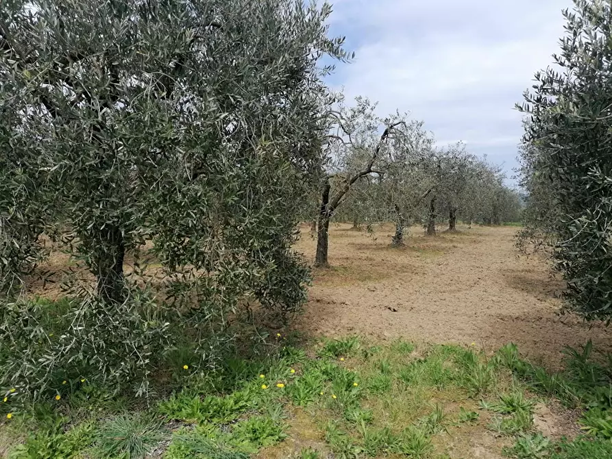 Immagine 12 di Terreno agricolo in vendita  a Casciana Terme Lari