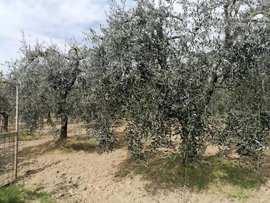 Immagine 3 di Terreno agricolo in vendita  a Casciana Terme Lari