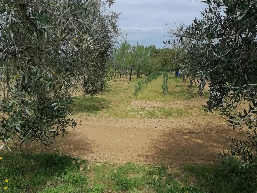 Immagine 10 di Terreno agricolo in vendita  a Casciana Terme Lari