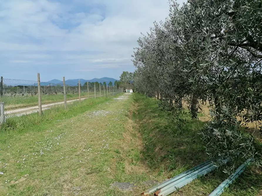 Immagine 8 di Terreno agricolo in vendita  a Casciana Terme Lari