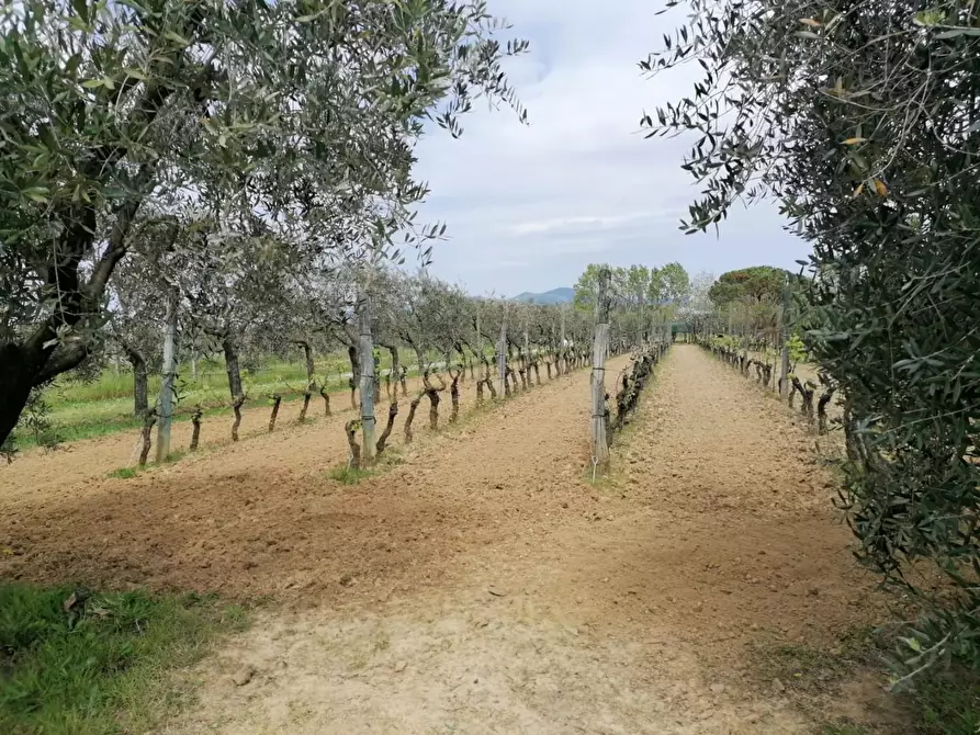 Immagine 4 di Terreno agricolo in vendita  a Casciana Terme Lari