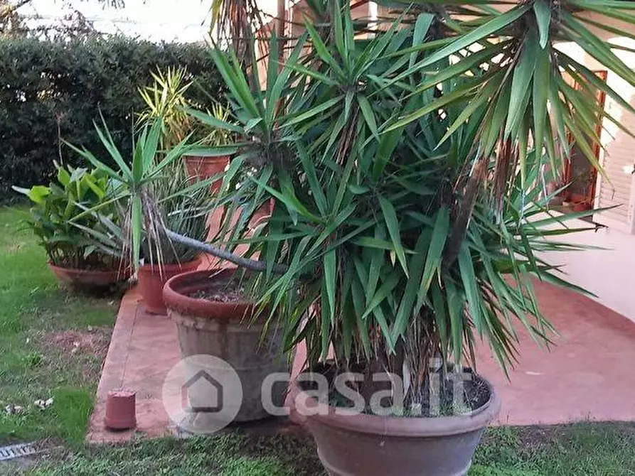 Immagine 4 di Appartamento in vendita  a Peccioli