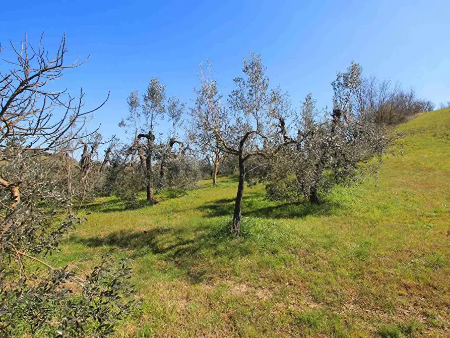 Immagine 6 di Casa colonica in vendita  a Empoli