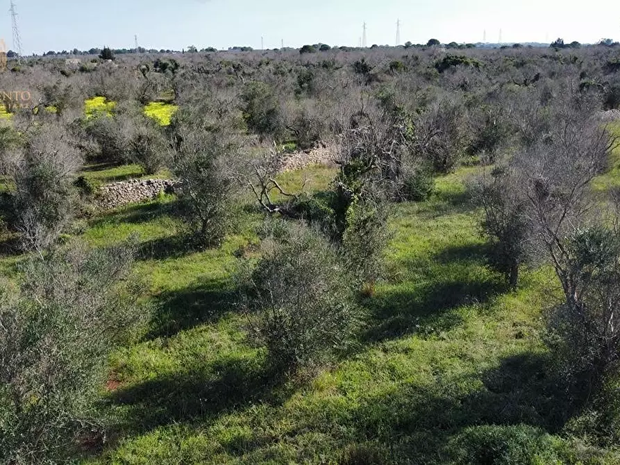 Immagine 12 di Terreno agricolo in vendita  a Alessano