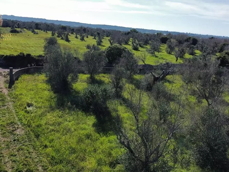 Immagine 7 di Terreno agricolo in vendita  a Alessano