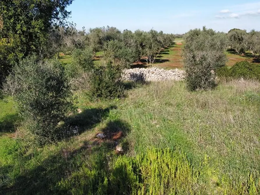 Immagine 18 di Terreno agricolo in vendita  a Alessano