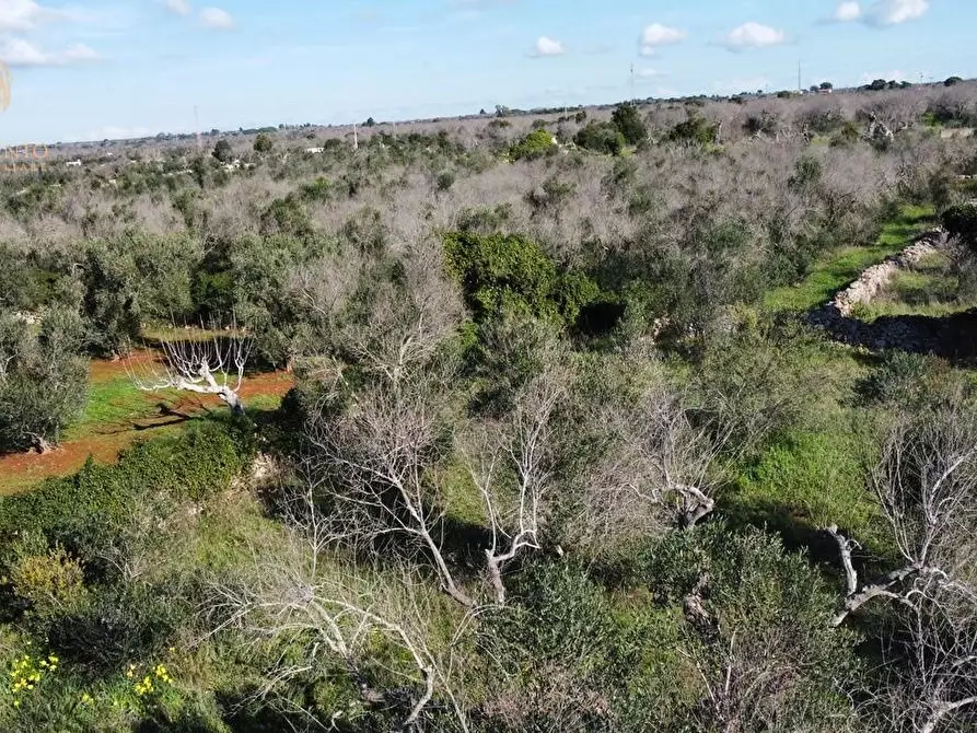 Immagine 8 di Terreno agricolo in vendita  a Alessano